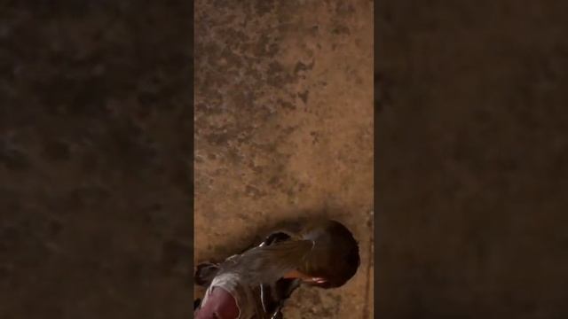 Просто тень! 😦💀 #video #videogames #videos #tombrader #tombraiderстрим #videoshorts