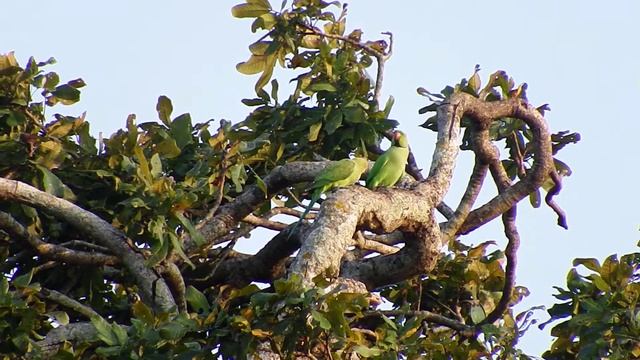 Rose-ringed Parakeet (Psittacula krameri)
