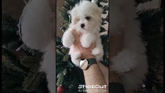 1000037488.mp4