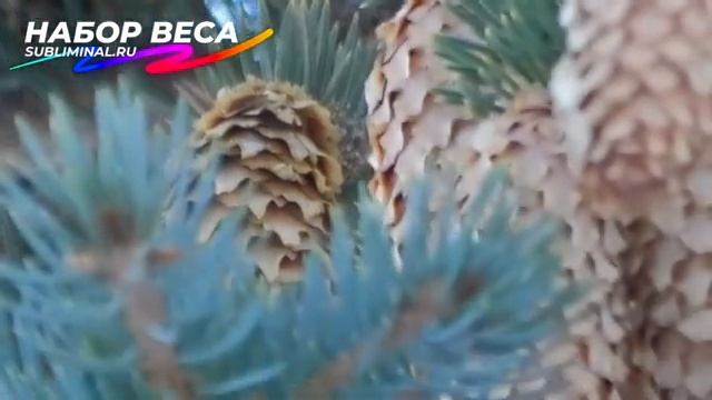 НАБОР ВЕСА*УВЕЛИЧЕНИЯ МАССЫ ТЕЛА*Скрытые аффирмации*Саблиминал.