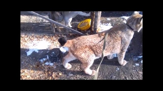 РЫСЬ ЛАЯТЬ НЕ УМЕЕТ. Комментарии необходимы.