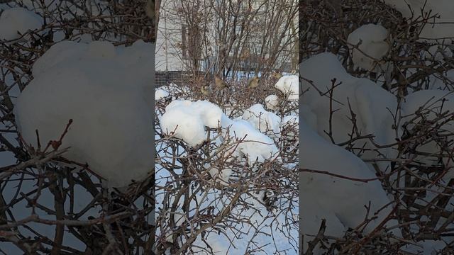 Воробьи