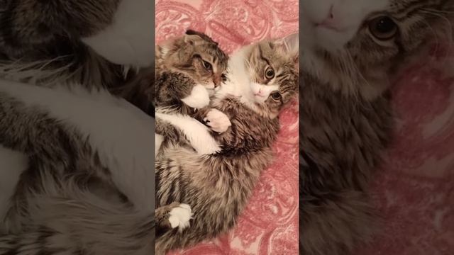 мои мальчики
