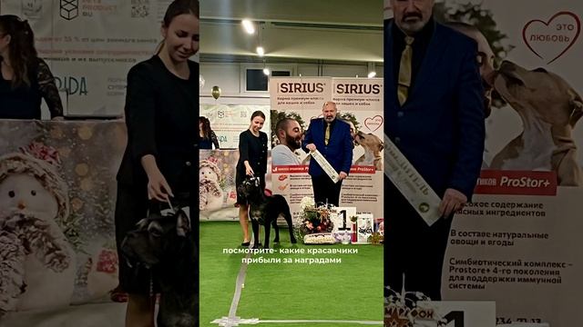 С НАМИ ТОЛЬКО ЛУЧШИЕ🫶🏻 А ваш питомец участвовал в выставках? Пишите в комментариях❤️