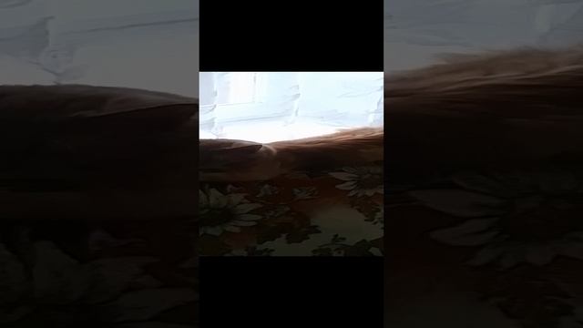 VID_20241225_104707.mp4