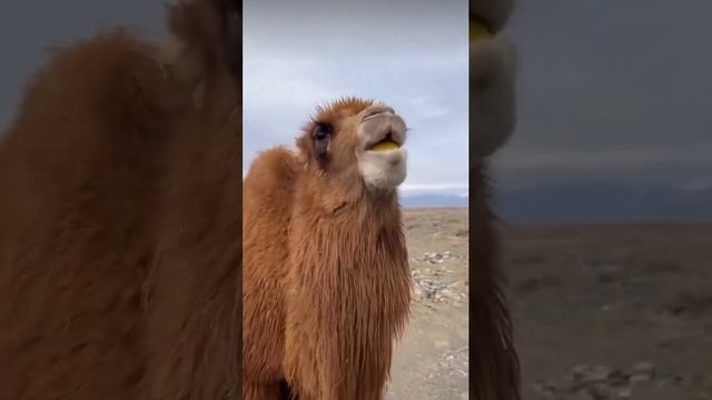 лимон и верблюд