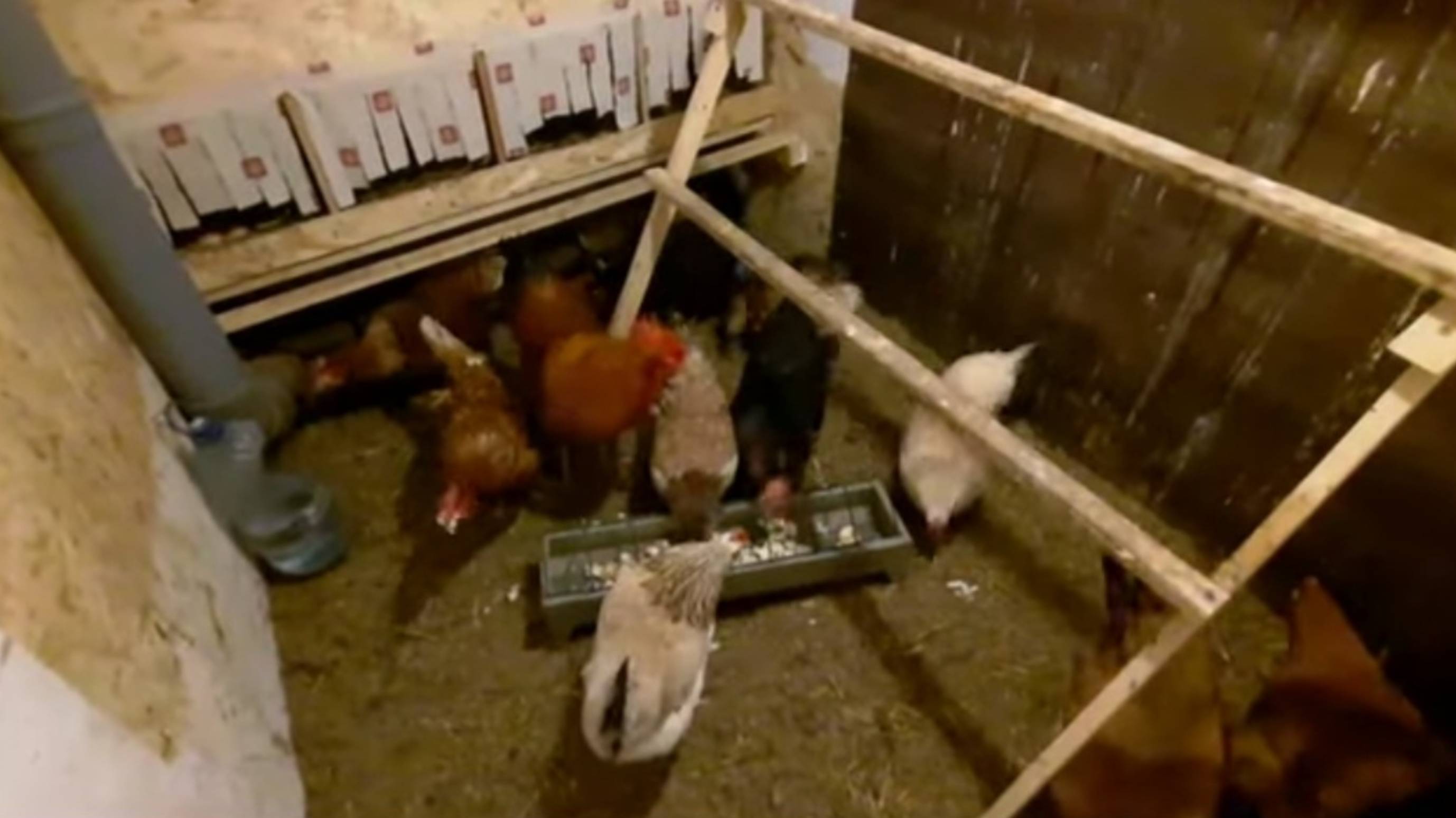 Чем кормить курочек 🐓 чтобы неслись на УРА🪺