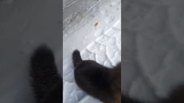 Соболёк подошёл к вахтовикам(Якутия)