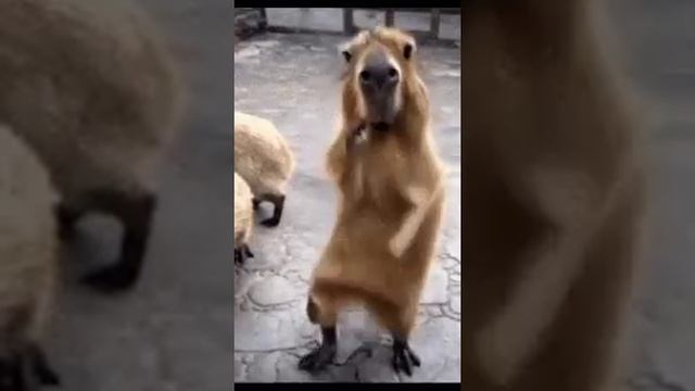 1000015968.mp4