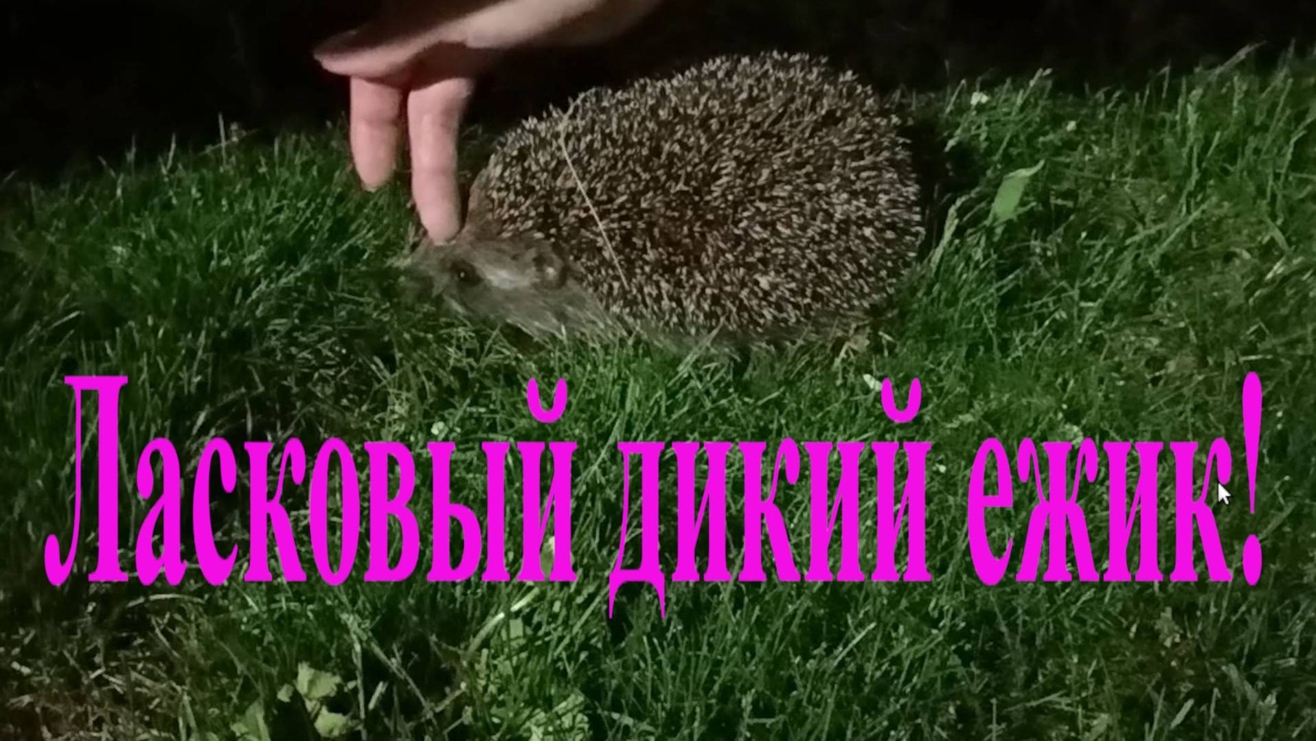 Ласковый дикий ежик! Affectionate wild hedgehog!