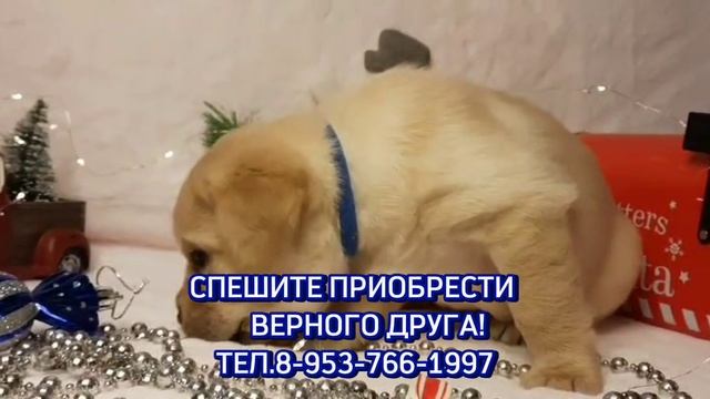 Спешите приобрести верного друга!.mp4