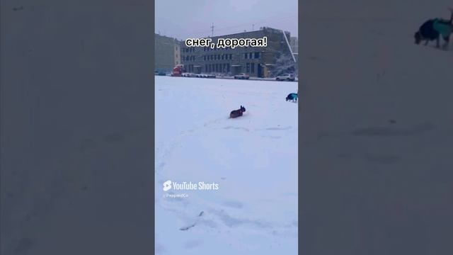 Peppa в шоке❄️