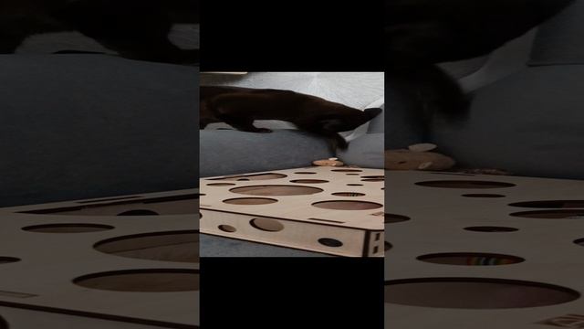 Будни Гресси (Бурманская кошечка)