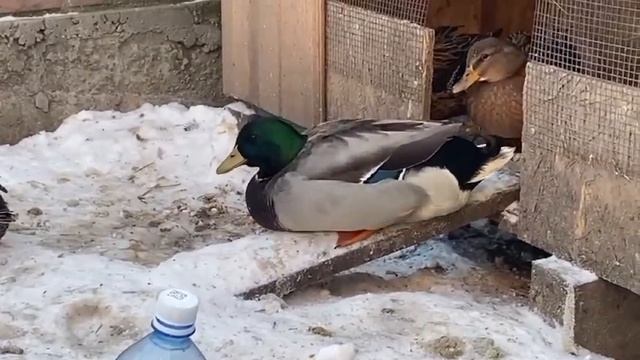 как зимуют подсадные утки в Сибири