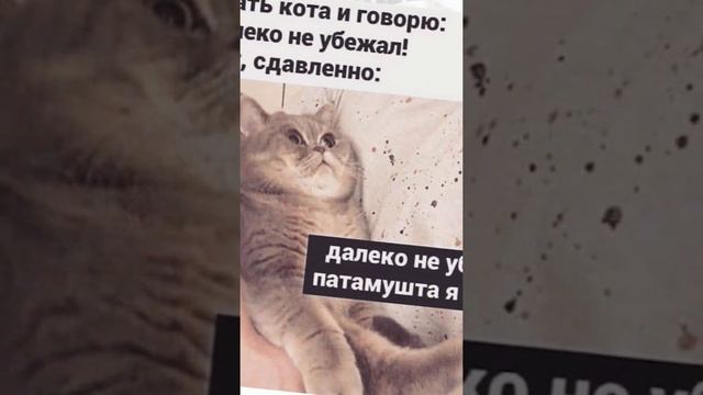 Мемы и лютые приколы#приколы #мемы#юмор#лютыеприколы #мемы2021#озвучка