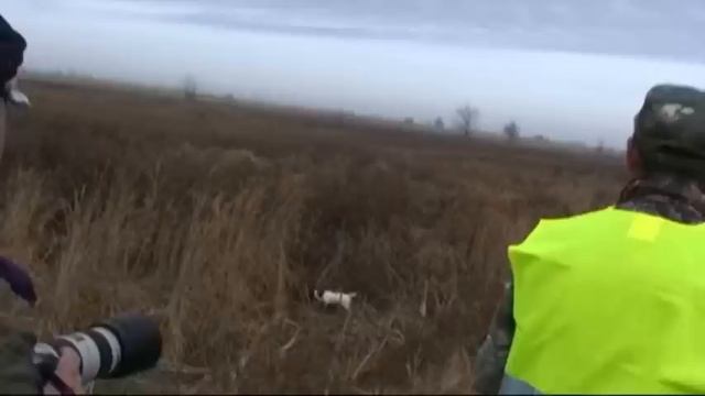 145. (03) Поле 09 ч 32 мин. Ф.Т. Английских Спрингер Спаниелей