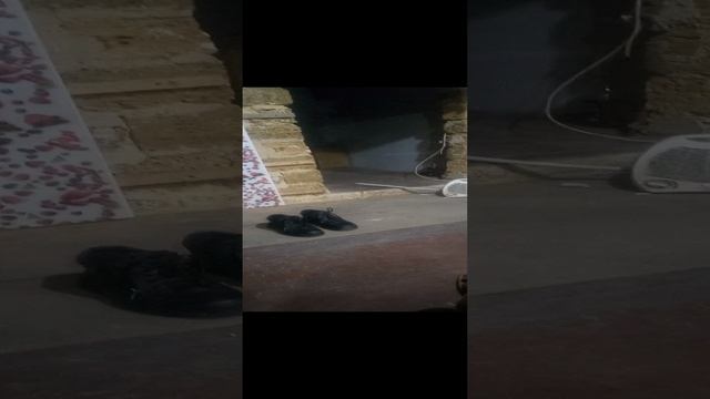 VID_20241225_220630.mp4