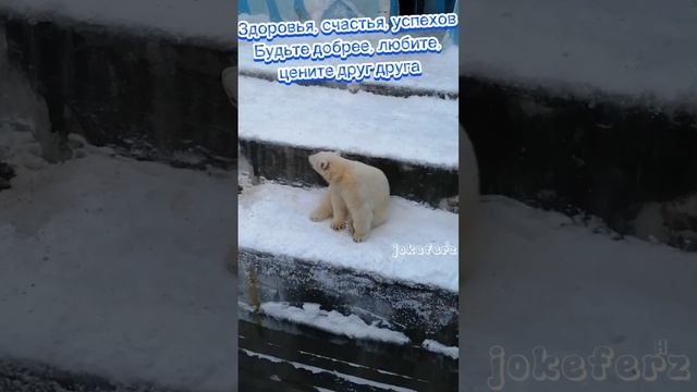 Неспящая в Новосибирске🎄😄С Новым Годом! и только Позитива!😜 #медвежонок