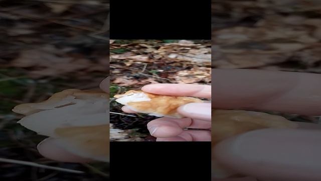 Весенние грибы