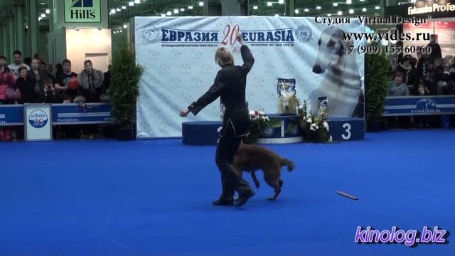 Видеосъемка собак. Видеосъемка. Студия 