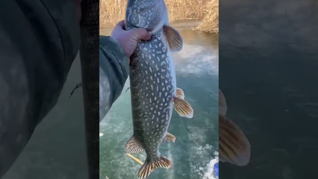 Отличная щука по первому льду... 👍
