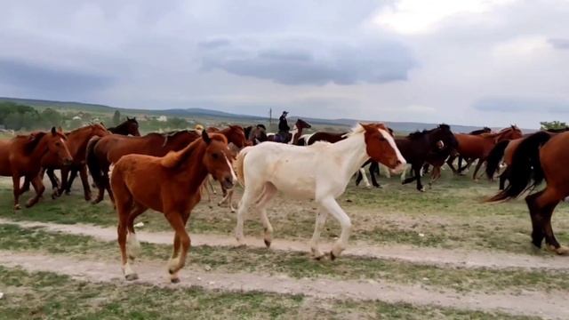 Перегон лошадей. Белая скала. Крым.