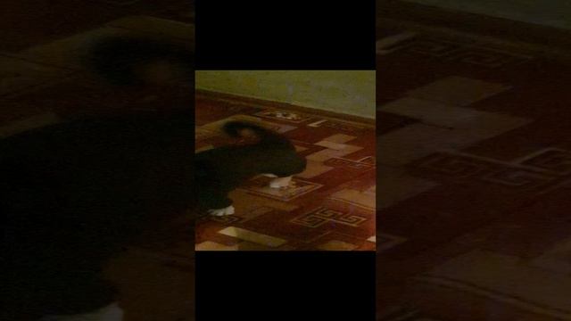 Собака клянчит внимания.mp4