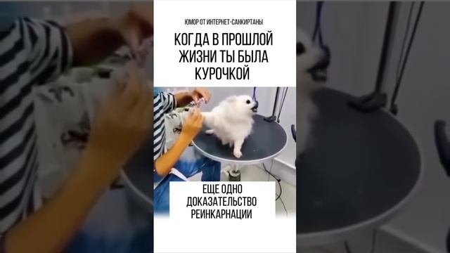 Минутка юмора от интернет-Санкиртаны


Поддержите проект
https://isankirtana.ru