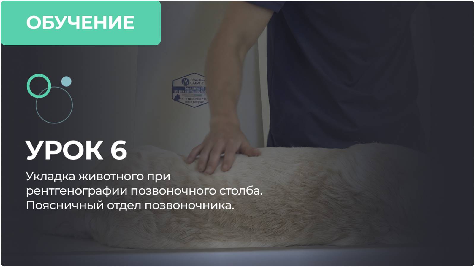 Урок 6. Укладка животного при рентгенографии позвоночного столба. Поясничный отдел позвоночника