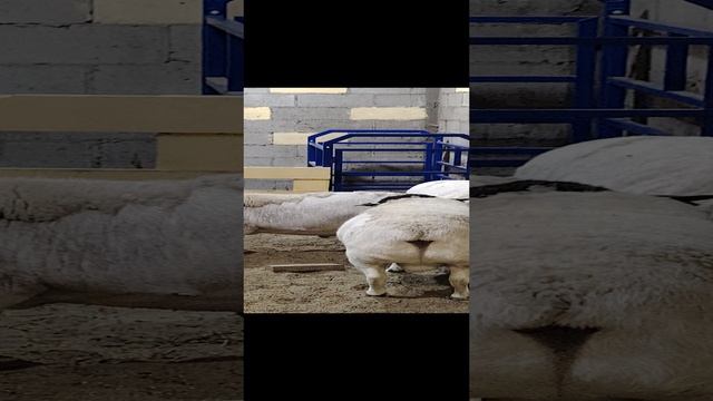 ДОРПЕР.