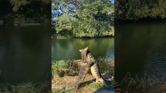 любвеобильные вараны