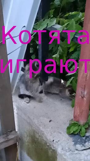 Котята играют