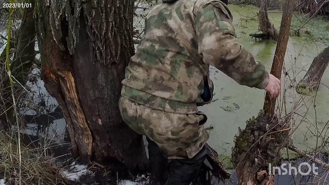 Охота капканами на куницу попался хороший кун.