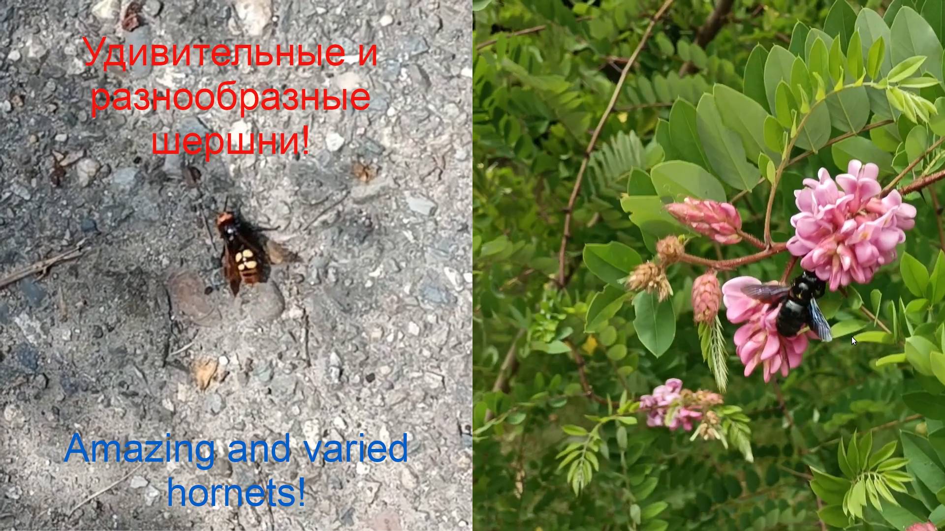 Удивительные и разнообразные шершни! Amazing and varied hornets!