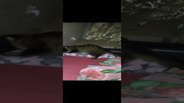 Боня мнёт ленку🤪🤦♀️🤣