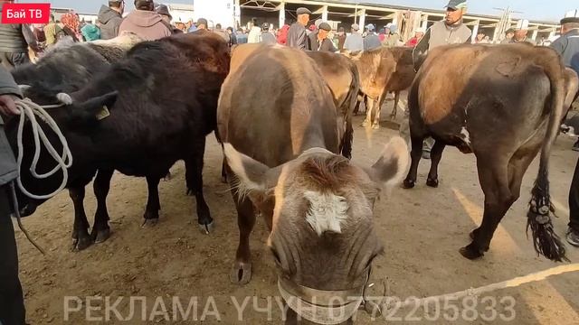 СААН УЙЛАР КУНАЖЫН УРГААЧЫ ТОРПОК БААЛАРЫ  #байтв