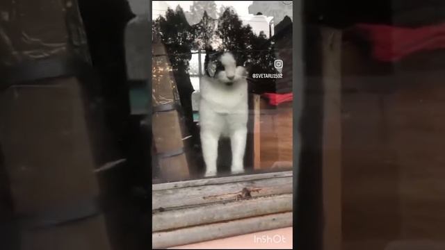Кот философ