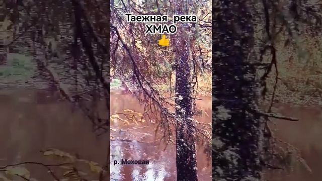 Охота в доль таёжных рек #music #russia #shortsvideo #shortvideo #shorts #short #reels #river #yt
