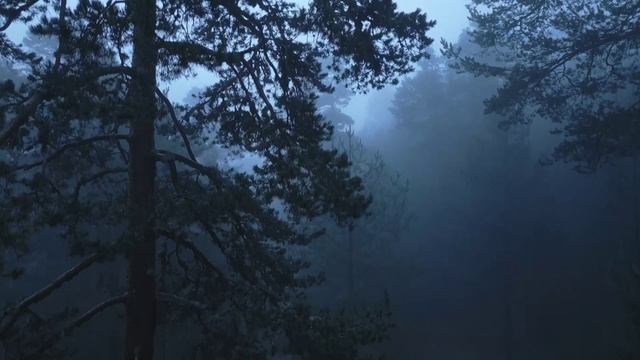 foggy forest