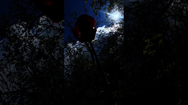 ЦВЕТОК БОГА (Молитва Нового Времени) — Премьера (2024)