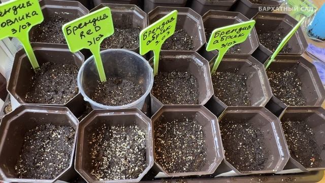 Посев томатов на рассаду 2024