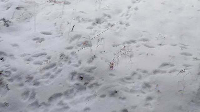 Поймал соболя