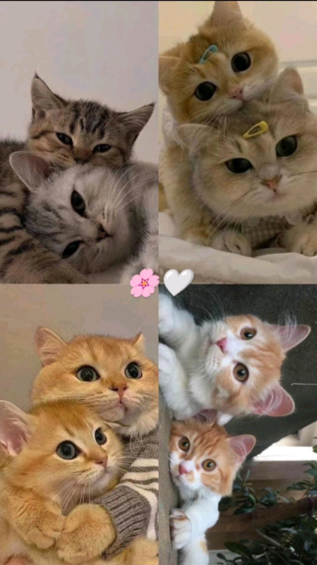 кошечка Полина всегда вас любит