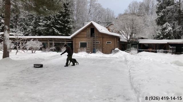 Работа с молодой собакой