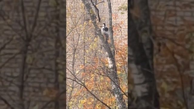 Дятел за окном