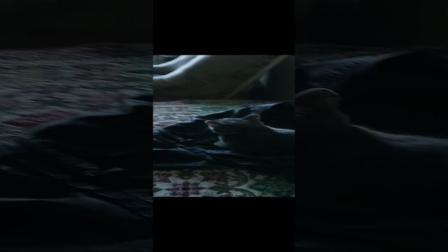 Мои котики 😅✌️
