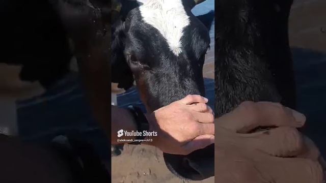 Доброе утро корова!)