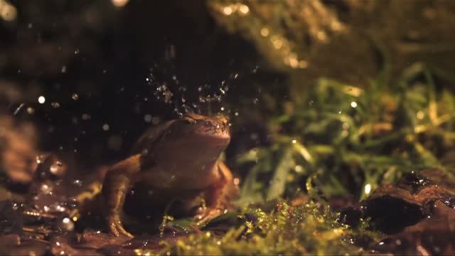 NATURE .МУЗЫКА И ИСПОЛНЕНИЕ ВЛАДИСЛАВ КОРОТКОВ.