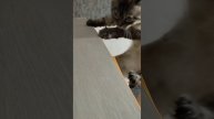 Показываю котам места которые они не видели 🐱🐱