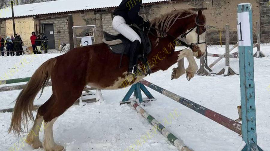 1126-1 Учебная лошадь